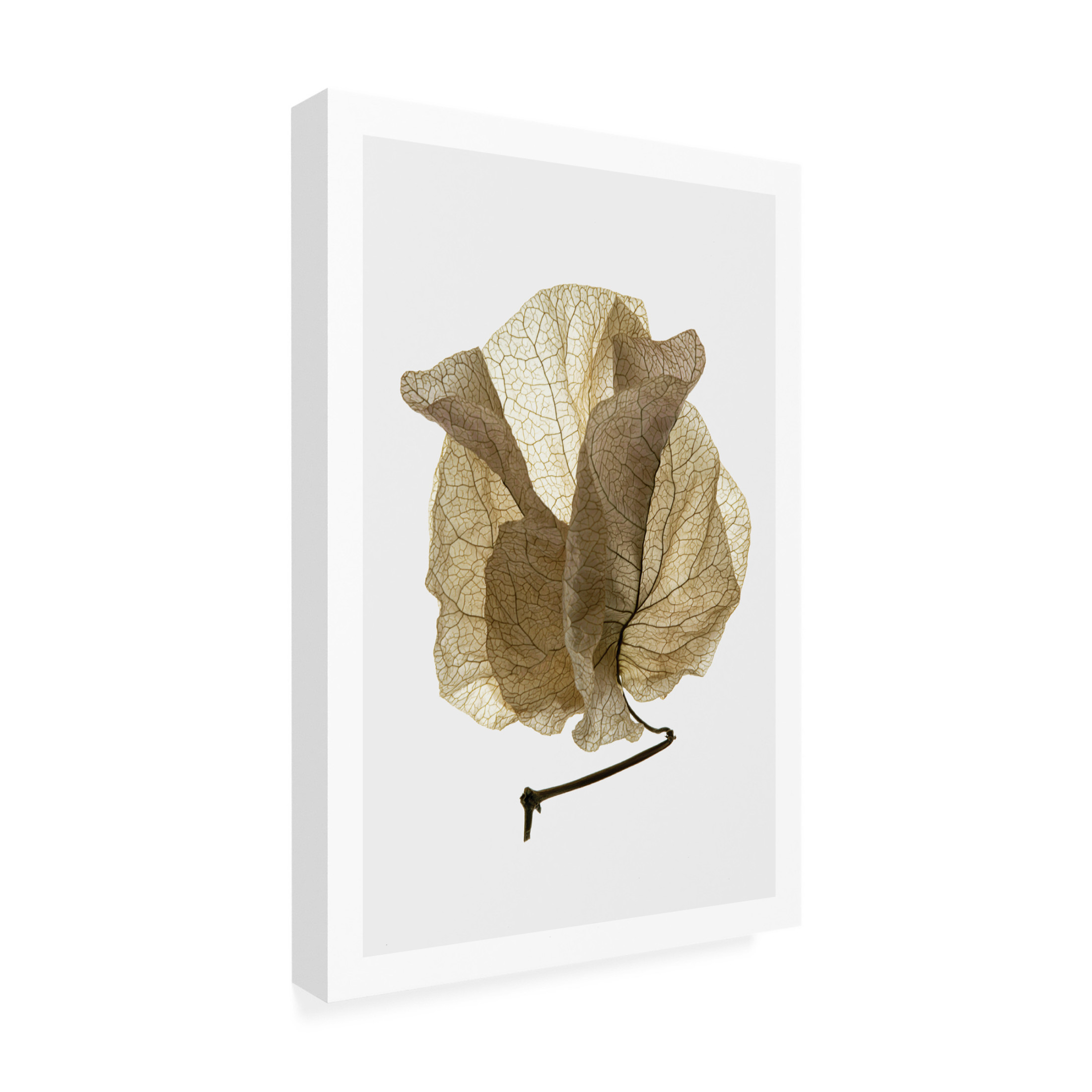 Trademark Fine Art Shot by Clint Bougainvillea Study No5 Canvas Wall Art