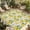 Green Yellow Beige, variant on Summer Lemon Outdoor Rug for Patio/Deck/Porch, Non-Slip Large Area Rug 5 x 8 Ft, Yellow Fruit Farm Vintage White Wood Grain Indoor Outdoor Rugs Washable Area Rugs, Camping Rug Carpet Runner