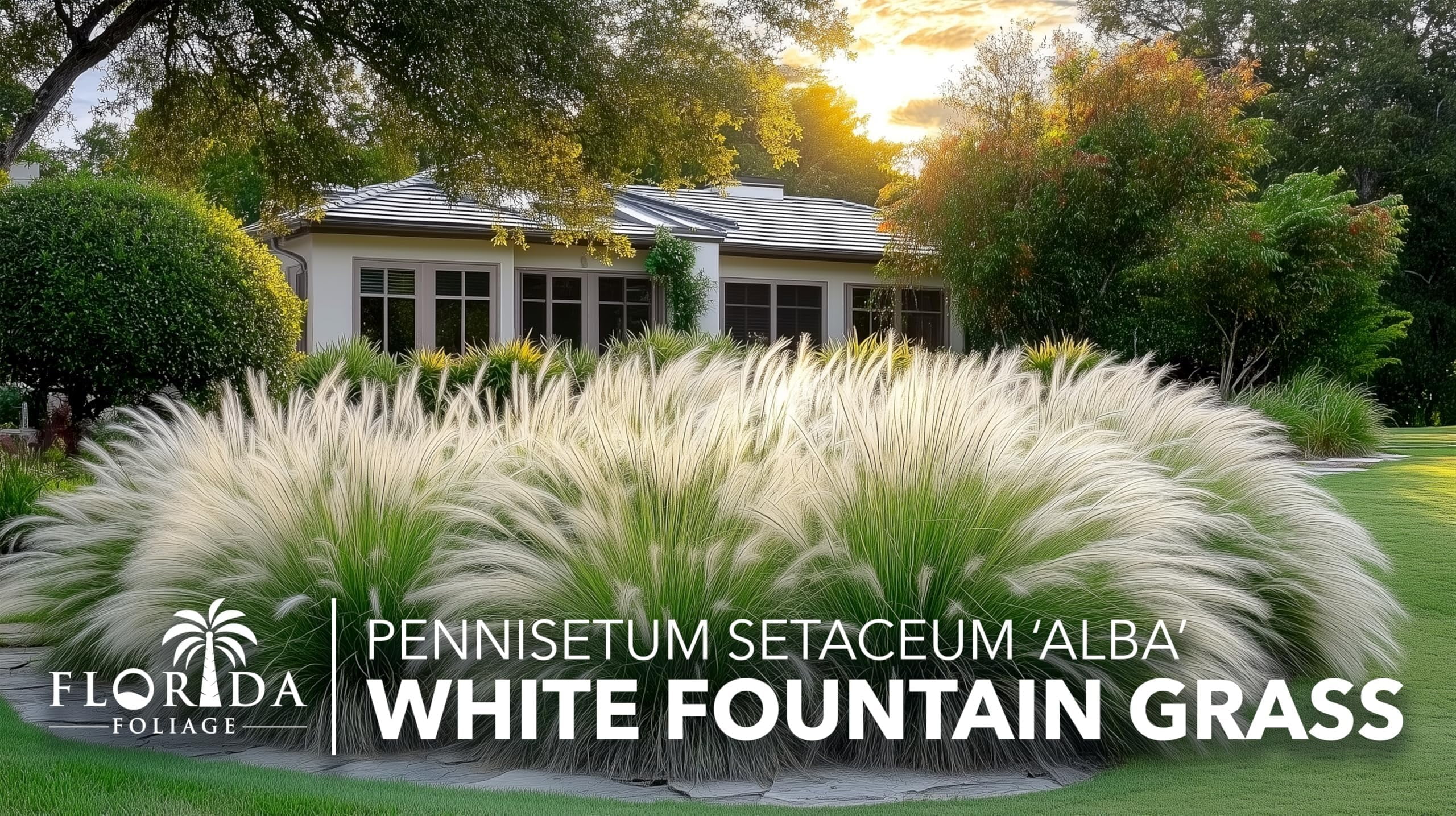 White Fountain Grass | 20 Live Plants | Pennisetum Alopecuroides | Ornamental Grass for Landscaping | Drought-Tolerant Plants for Borders & Gardens