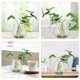 thumbnail image 4 of 8 macetas hidropónicas transparentes para escritorio, estantería, terrario irrompible, soportes para plantas para decoración del hogar, micropaisaje creativo, tanque para suculentas., 4 of 6