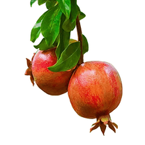 Salavatski Pomegranate Live Trees, Cold Hardy, Juicy Red Pomegranates