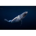 thumbnail image 2 of Gabriel, Barathieu 14x11 White Modern Wood Framed Museum Art Print Titled - Humpback Whale, 2 of 4