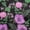 Pink, variant on oneOone Polyester Spandex Aqua Blue Fabric Asian Oriental Quilting Supplies Print Sewing Fabric By The Yard 56 Inch Wide