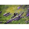 thumbnail image 3 of 150 Portuguese SPIKE LAVENDER Lavandula Latifolia syn. Spica Broadleaved Fragrant Blue Purple Flower Herb Seeds, 3 of 10