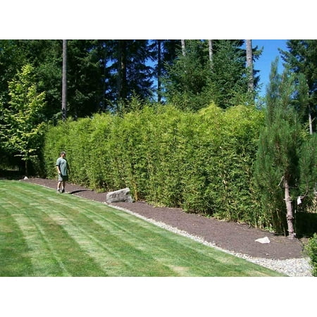 Green Hedge Bamboo 2 Live Plants Non-Invasive Clumping Bamboo Screening Privacy Hedge Bambusa Multiplex