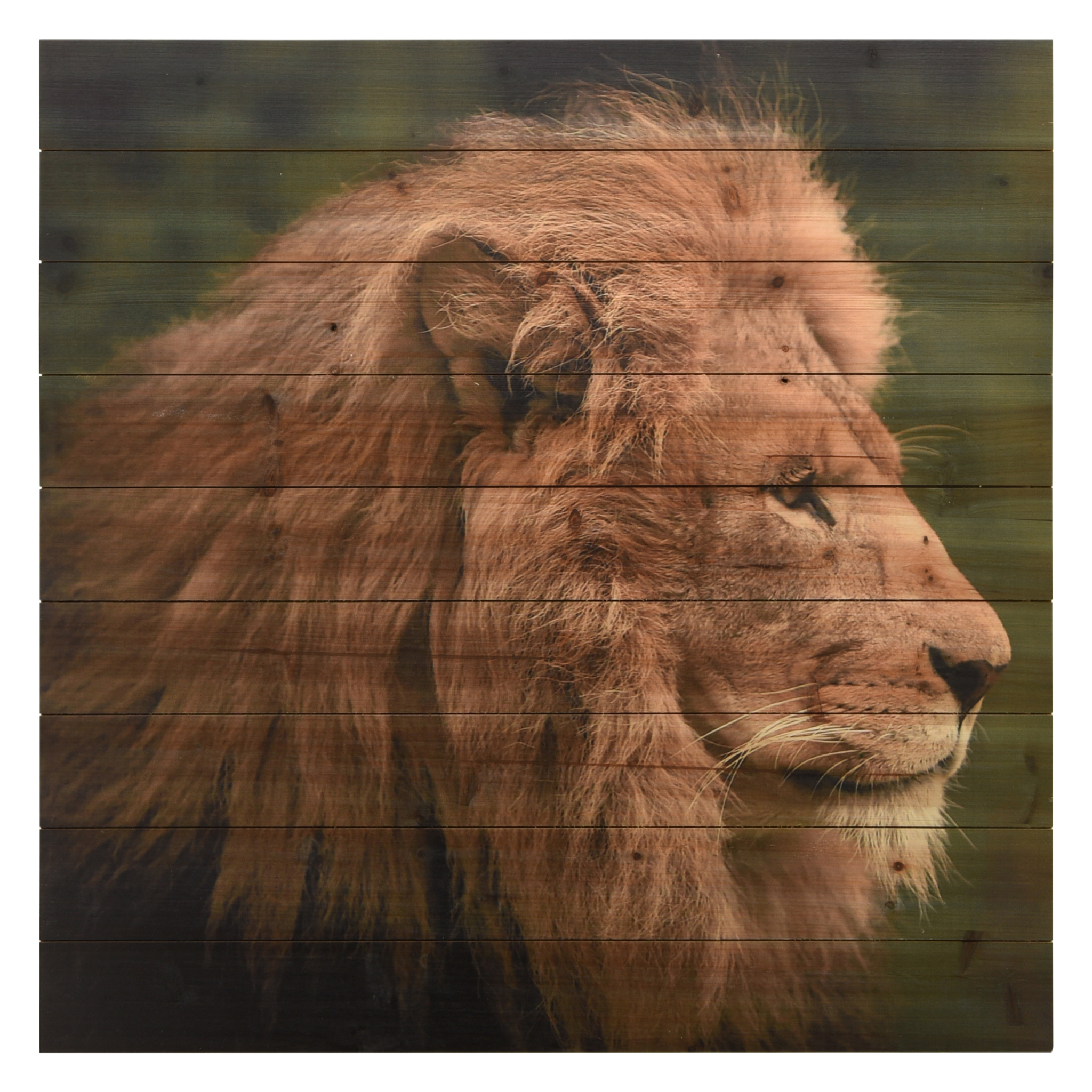 Empire Art Direct Lion 2 Print on Solid Wood Wall Art, 36" x 36", Ready