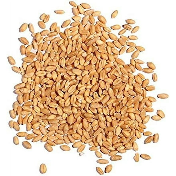 Cat Grass Seeds for Planting - 25 Pounds - Nutritious and Tasty Treat for Cats and Other Animals.