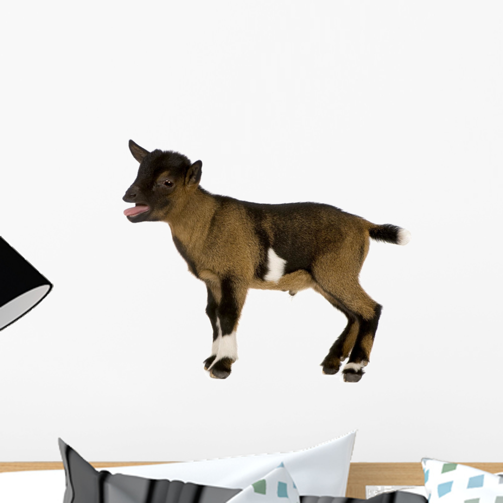 Young Pygmy Goat Wall Decal by Wallmonkeys Peel and Stick Graphic (18