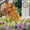 🔥 Gold A_New, variant on TTJ Gifts Solar Windmill Garden Stake Lights Colorful LED Wind Spinner Waterproof Outdoor Solar-Powered Yard Decor Patio Pathway Light Whimsical Garden Art Holiday Lawn Accent