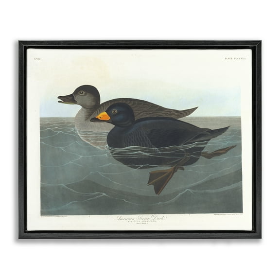 Stupell Industries Classic American Scoter Duck Animals Painting Black Floater Framed Canvas Art Print Wall Art, 21 x 17