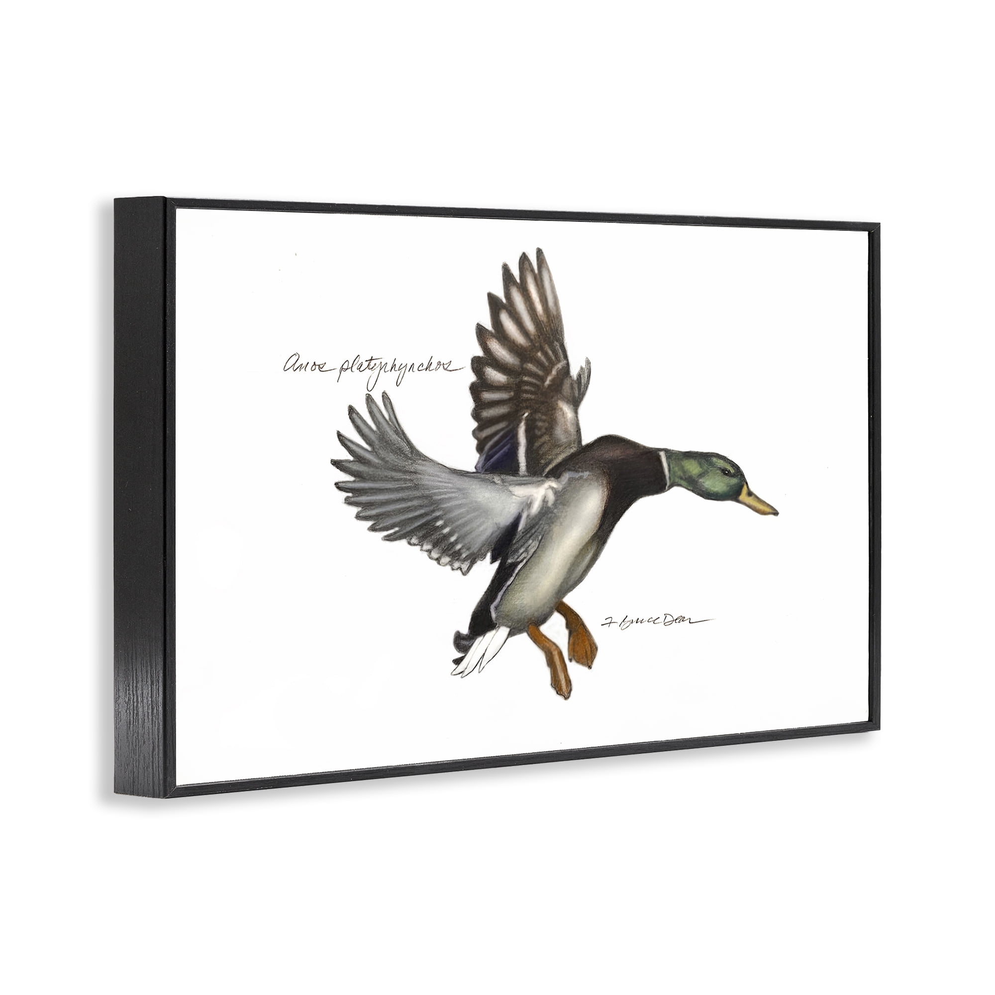 Stupell Industries Flying Mallard Duck Animals & Insects Painting Black Framed Art Print Wall Art, 30 x 20