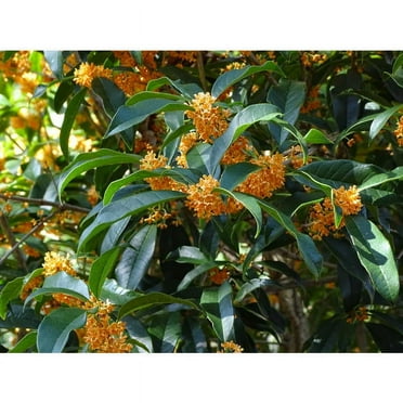 Apricot Echo Orange Tea Olive ( osmanthus ) - Live Plant ( 1 QT ) - Full Sun - Fragrant - Evergreen
