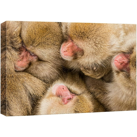 wall26 Canvas Print Wall Art Hamadryas Baboon Macaque Monkey Portrait Nature Animals Photography Realism Rustic Scenic Landscape Wilderness Zen Colorful for Living Room, Bedroom, Office - 12"x18