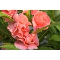 thumbnail image 2 of 100 Mixed Colors DOUBLE CAMELLIA IMPATIENS (Balsam / Lady Slipper / Touch Me Not) Impatiens Balsamina Flower Seeds, 2 of 11