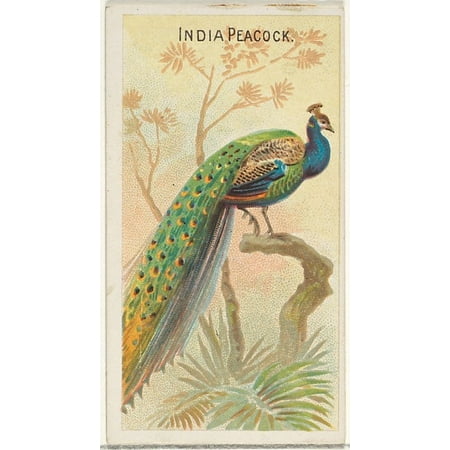 India Peacock from the Birds of the Tropics series (N5) for Allen & Ginter Cigarettes Brands Poster Print (18 x (The Best Cigarette In India)