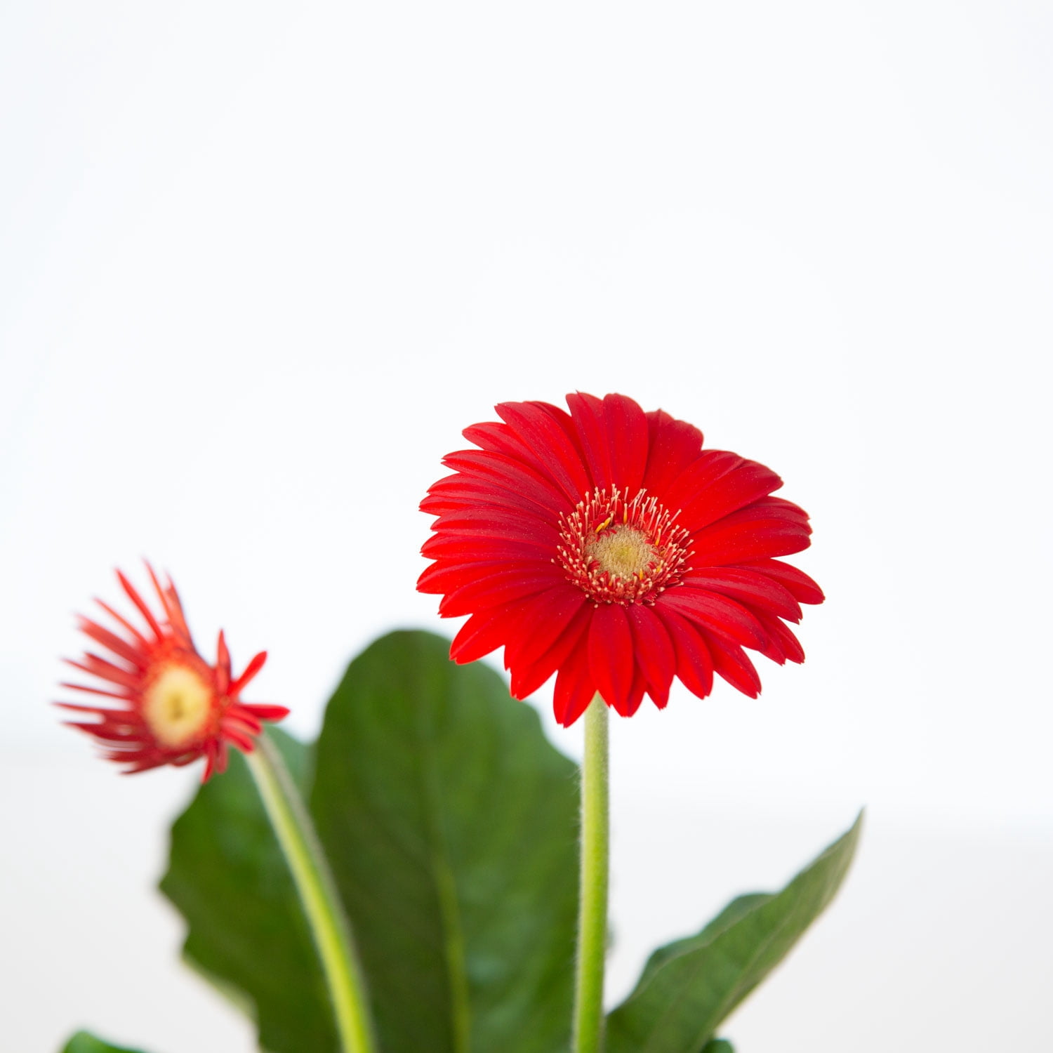Southern Living Red Garden Jewels Gerber Daisy Live Shrub in 2.5-Quart Grower Pot