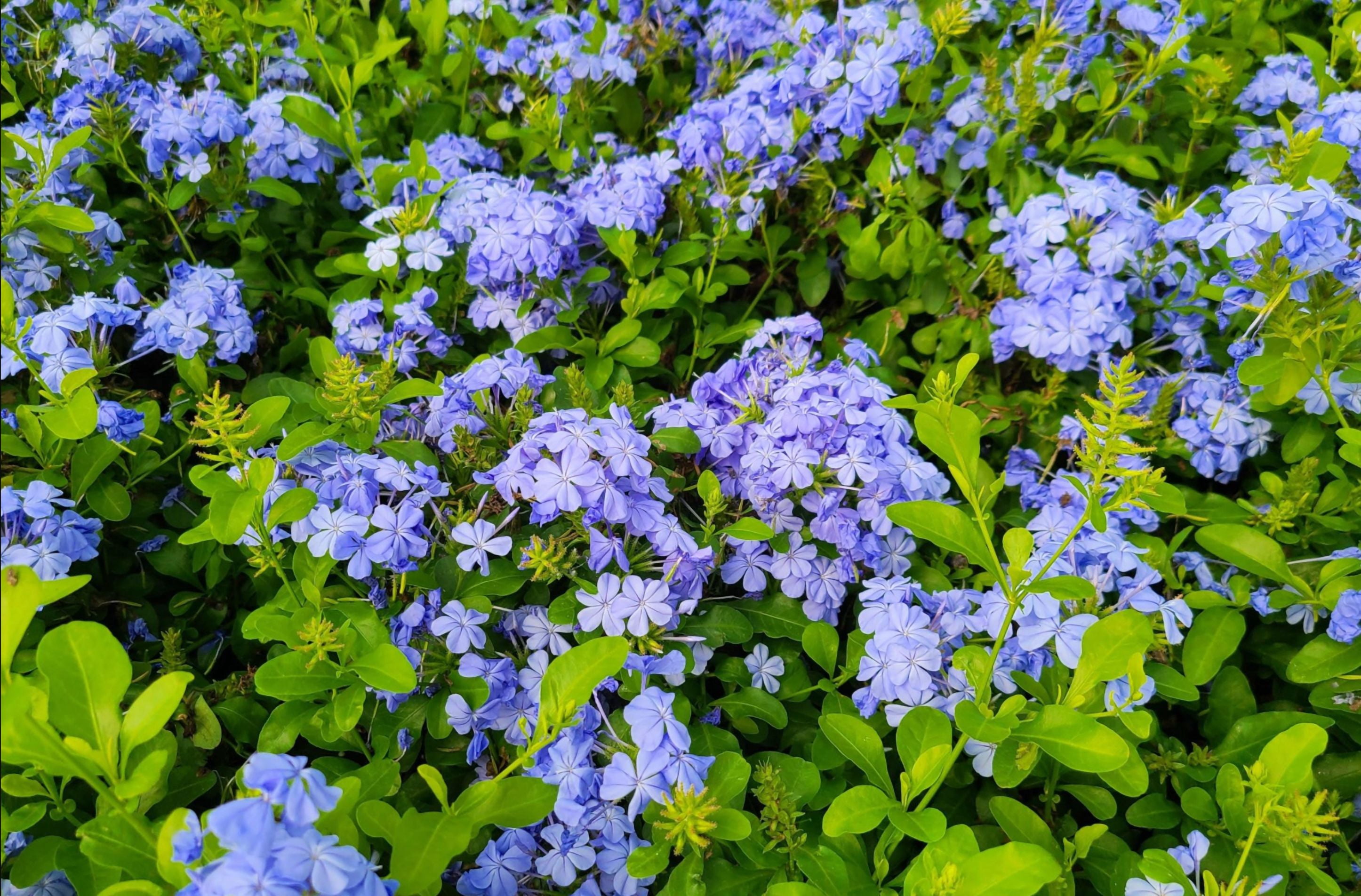 Pack of 2 Imperial Blue Plumbago Auriculata Live Starter Plants, Plumbago Auriculata, Cape Leadwort, Long-Blooming Sky-Blue Flowers, 4 to 6 Inch Tall, No Ship Pot