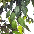 thumbnail image 5 of LCG Florals Artificial Tree, Ficus Tree, 4 ft, Black Metal Planter, 5 of 8
