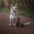 thumbnail image 6 of Collar Adjustable Leather Collar Fashion Shiny Rhinestone Collar for Small and Medium Dogs, 6 of 9