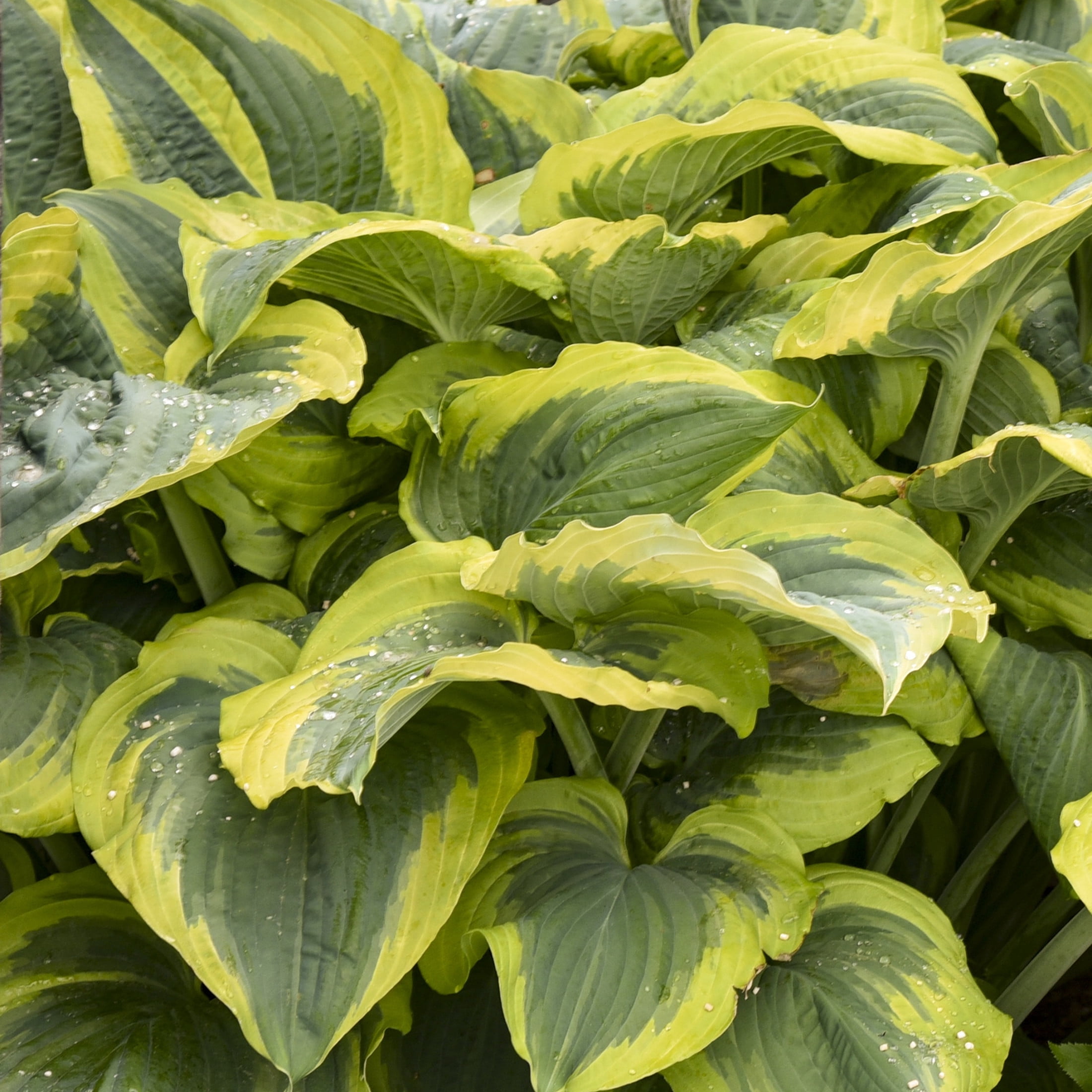 Proven Winners 6" Shadowland 'Seducer' Hosta Live Plant in 6.5" Pot