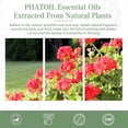 thumbnail image 4 of PHATOIL 30ml/1.01 fl.Oz Geranium Essential Oils for Diffusers Humidifier 100% Pure Natural Aromatherapy Massage Bath Sleep Relaxation, 4 of 7
