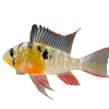 Bolivian Ram Cichlid Unsexed, Live Fish, Red, Yellow