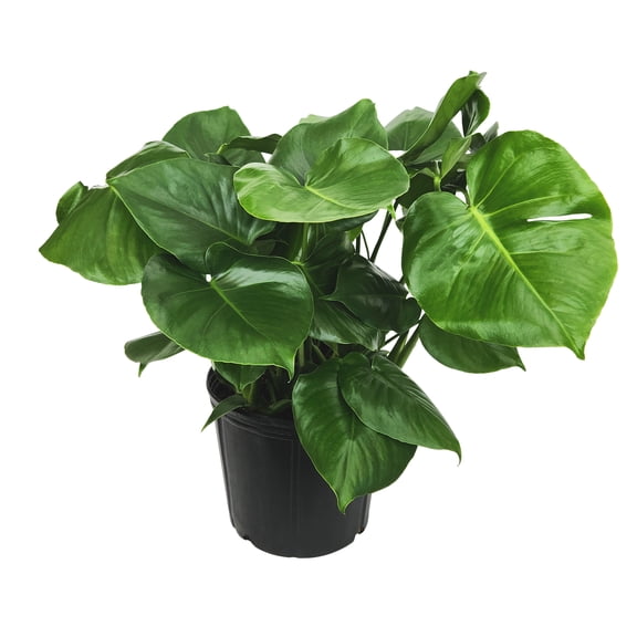 Monstera Tauerii in 10" Grower Pot, Air Purifying Live Plant
