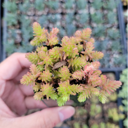Sedum Sexangulare - Tasteless Stonecrop Succulent Live Plant 2 Inch for Indoor Outdoor Home Office Garden Decor