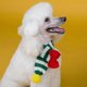 thumbnail image 2 of Pet Scarf for Small Dogs and Cats - Soft Warm Bandana for Autumn Winter Seasons Red X-Small Size, 2 of 4