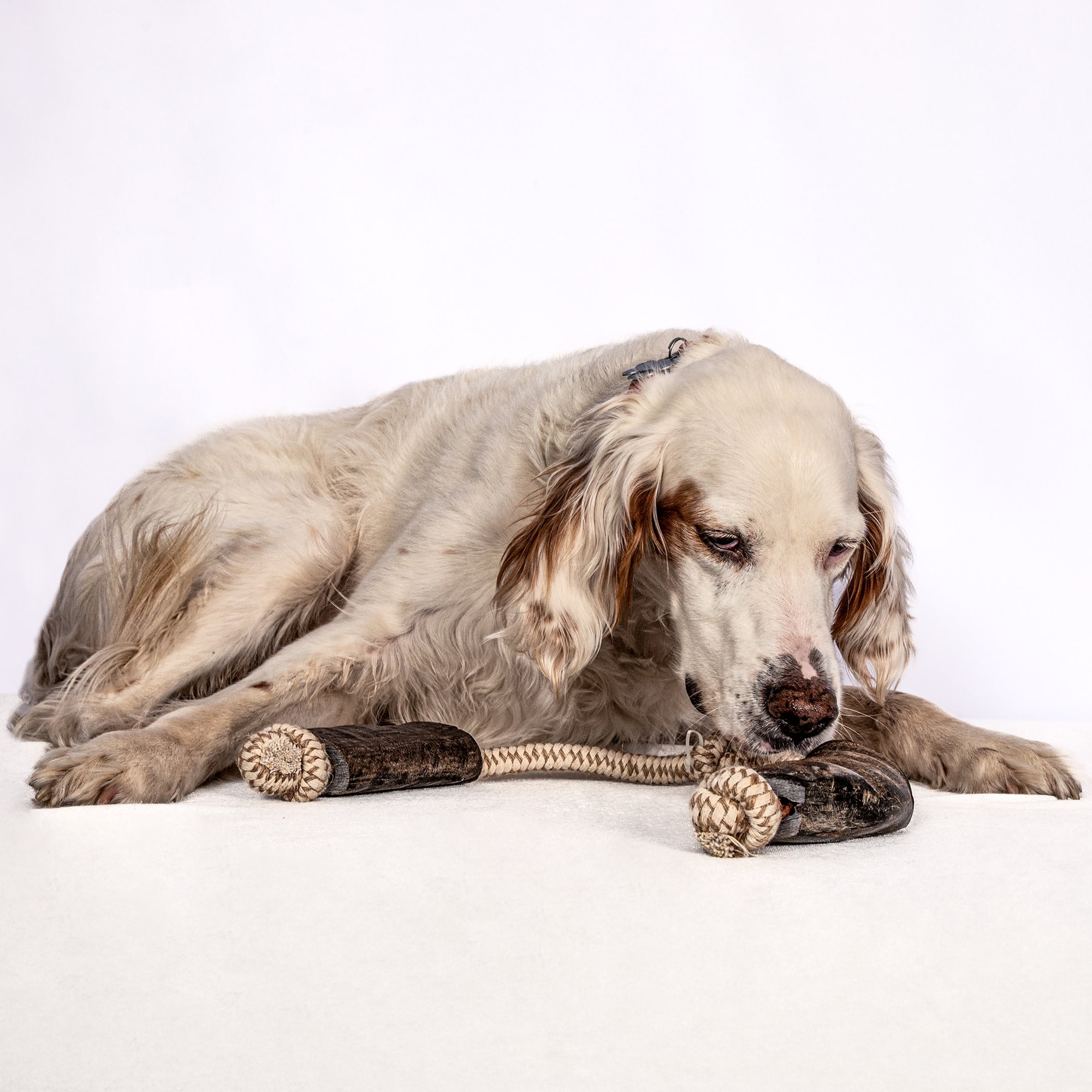 Mossy Oak: Water Buffalo Horn & Tug Dog Chew - 34" Slip-Knot Natural Cotton Rope, Pet Toy, Preservative Free Horn, Long-Lasting, Combines Play-Chewing
