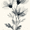 Black White Floral Minimalist Botanical, variant on UXIEQU 12x16 Inch Lobster Seafood Art Canvas Wall Art Kitchen Cottage Decor