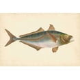 thumbnail image 2 of Donovan 18x13 White Modern Wood Framed Museum Art Print Titled - Donovan Antique Fish III, 2 of 4