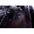 thumbnail image 2 of The Yellowstone Collection 32x23 Black Ornate Wood Framed with Double Matting Museum Art Print Titled - Winter Eye, 2 of 4