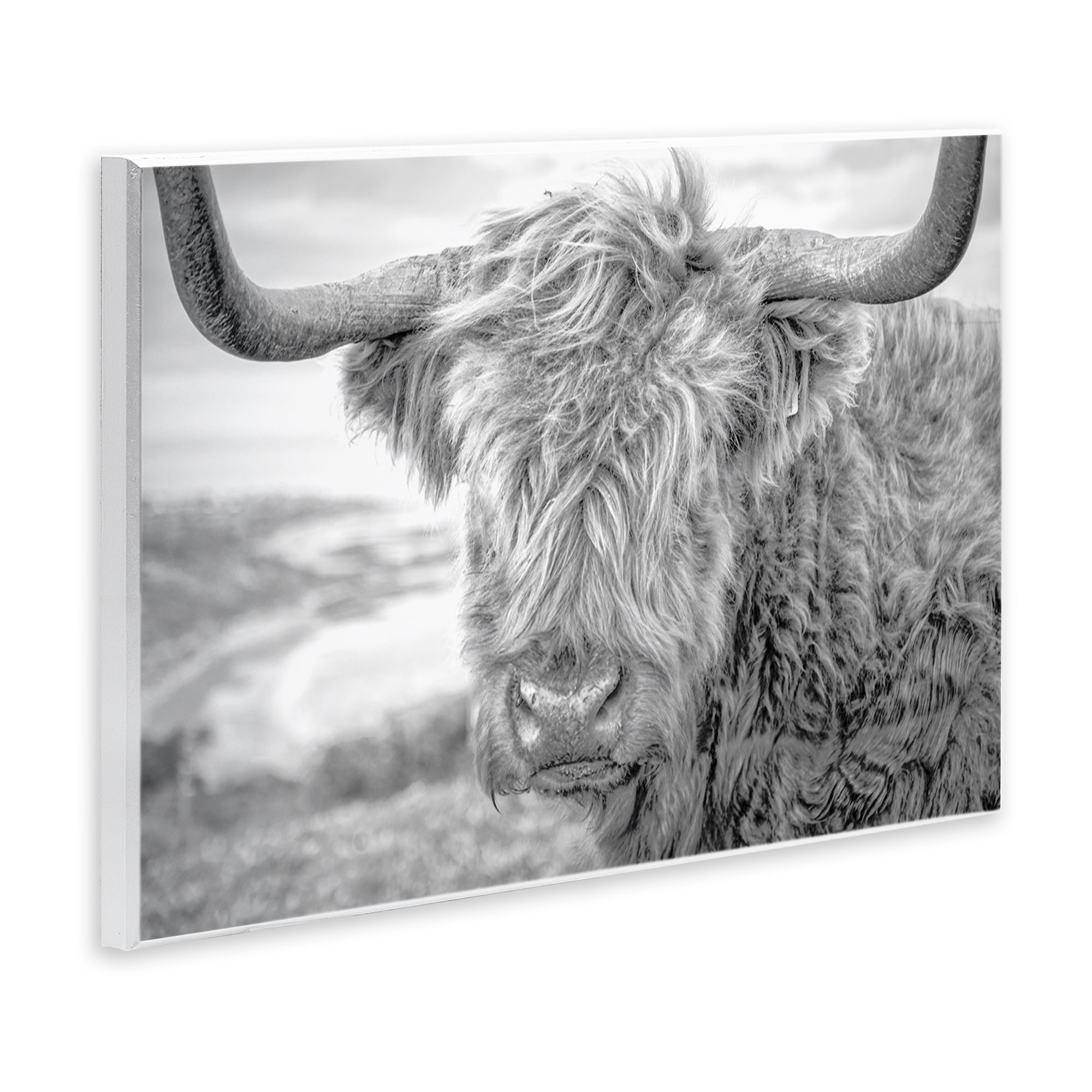 Stupell Industries Close Up Fuzzy Cattle Animals & Insects Photography Unframed Art Print Wall Art, 19 x 13