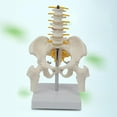 thumbnail image 2 of Modelo de esqueleto de pelvis humana de PVC con equipo de enseñanza de vértebras lumbares, herramienta de visualización de educación de, 2 of 6