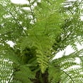 thumbnail image 2 of Vickerman Artificial 17" Green Fern in Matte White Planter., 2 of 4