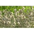 thumbnail image 4 of zellajake Rare Flower Seeds Lagurus Ovatus Ornamental Grass Bunny Tails Annual 100 Seeds, 4 of 5