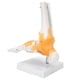 thumbnail image 4 of Antilog Modelo de pie Modelo anatómico de articulación del pie, Hombre ligamento esquelético Humano Adulto Modelo anatómico de articulación del Tobillo del pie Ecomeon no, 4 of 6