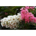 thumbnail image 2 of 1000 Bulk CREPE MYRTLE Mixed Colors Lagerstroemia Indica Mix Tree Shrub Flower Seeds - Red, Purple, Light Pink, Dark Pink, White, & Lilac, 2 of 10