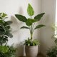thumbnail image 4 of Decoración artificial de hoja de plátano, monstera y planta de filodendro para patio interior, salón y tapices de pared, adorno de plástico plástico verde de 31 pulgadas con hoja falsa, 4 of 6