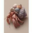thumbnail image 1 of Qisvanset Hermit Crab Shell Canvas Wall Art Print 15.75x11.81 Inches, 1 of 8