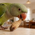 thumbnail image 3 of Natural Fruit Parrot Chewing For Birds Hamster Teeth Grinding Hanging Cage Small Gnawing, 3 of 6