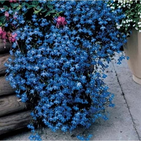 Seed Kingdom 400 Lobelia Fountain Flower Seed, 0.5 in