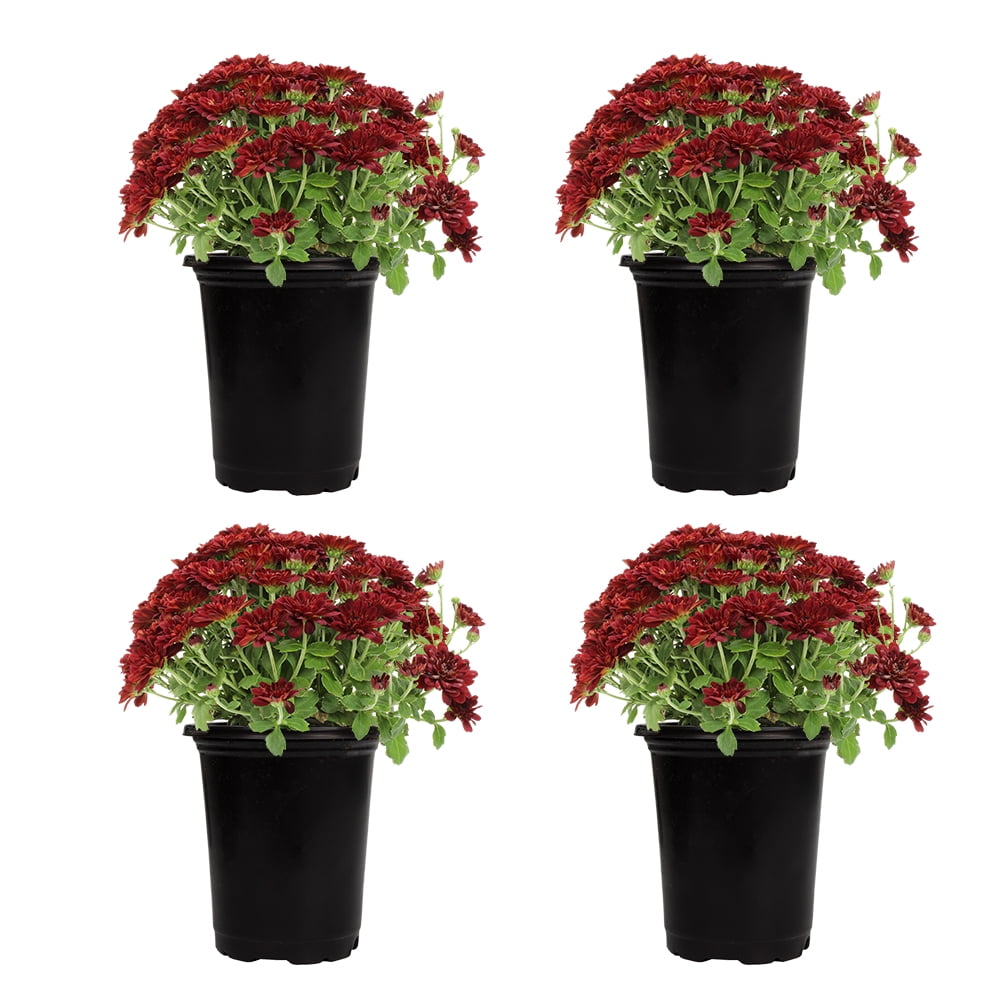 Altman Plants 1 Quart Red Mum Live Plants (4 Pack) with Grower Pots