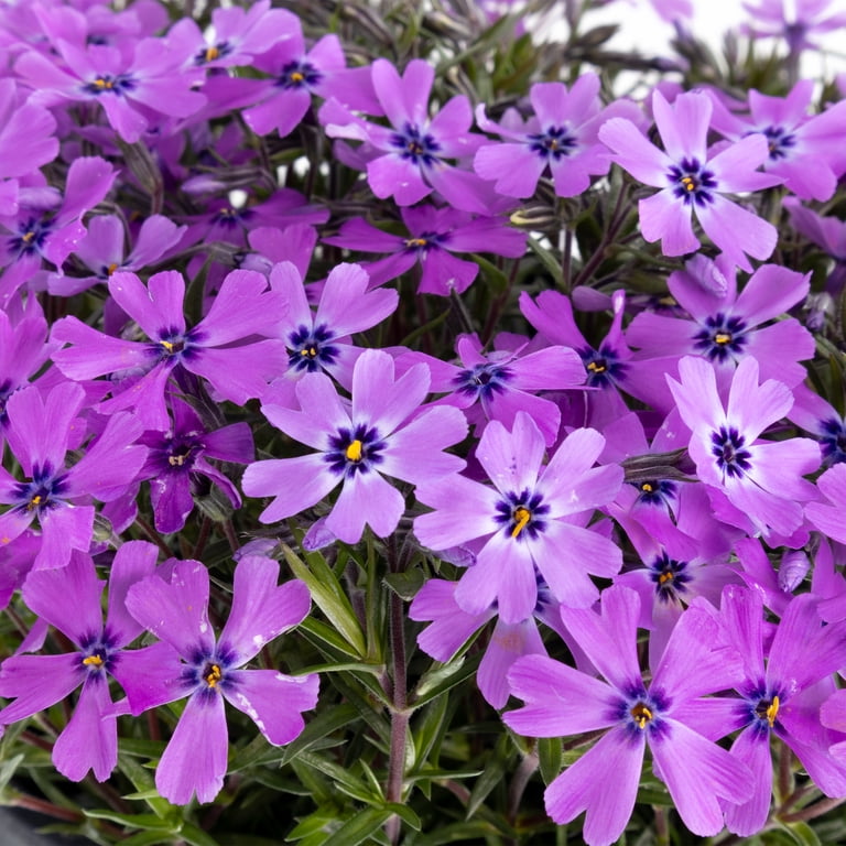 Expert Gardener Outdoor Live Plant Creeping Phlox Purple Beauty