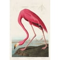 thumbnail image 2 of Audubon, John James 11x14 Black Ornate Wood Framed with Double Matting Museum Art Print Titled - Pink Flamingo, 2 of 4