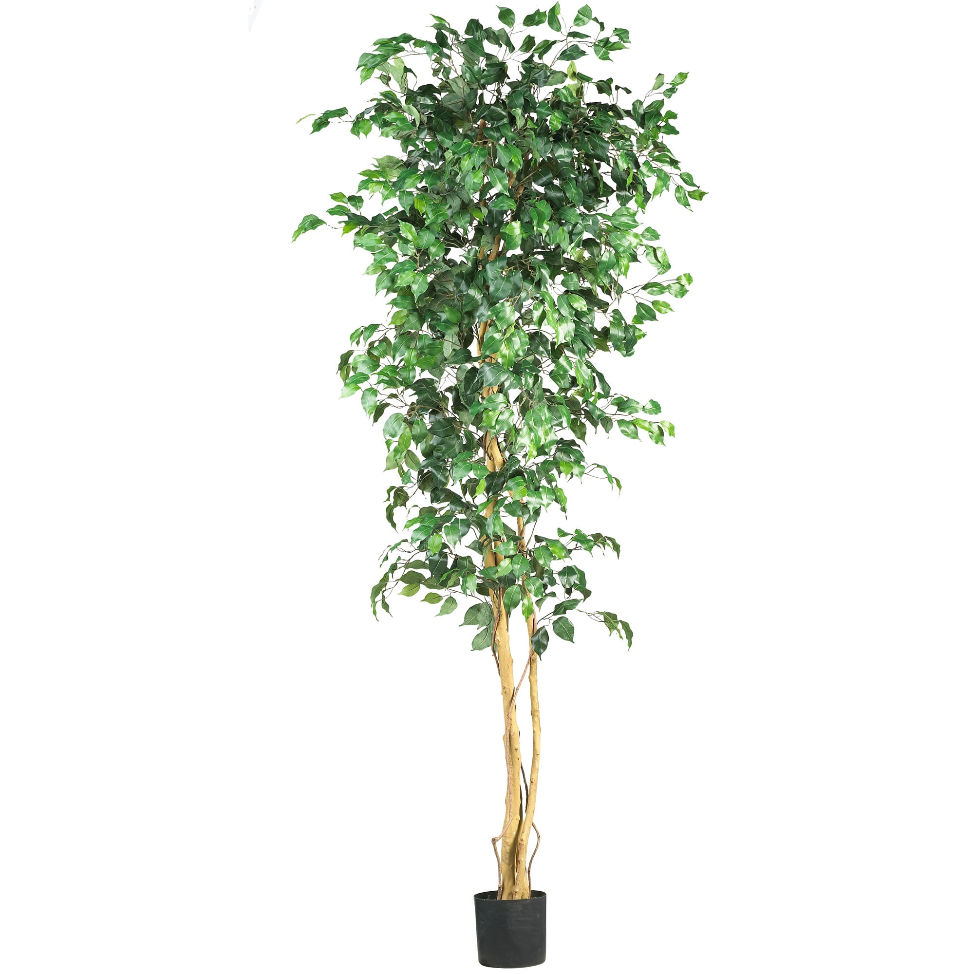 Natural Ficus Silk - Green - Walmart.com