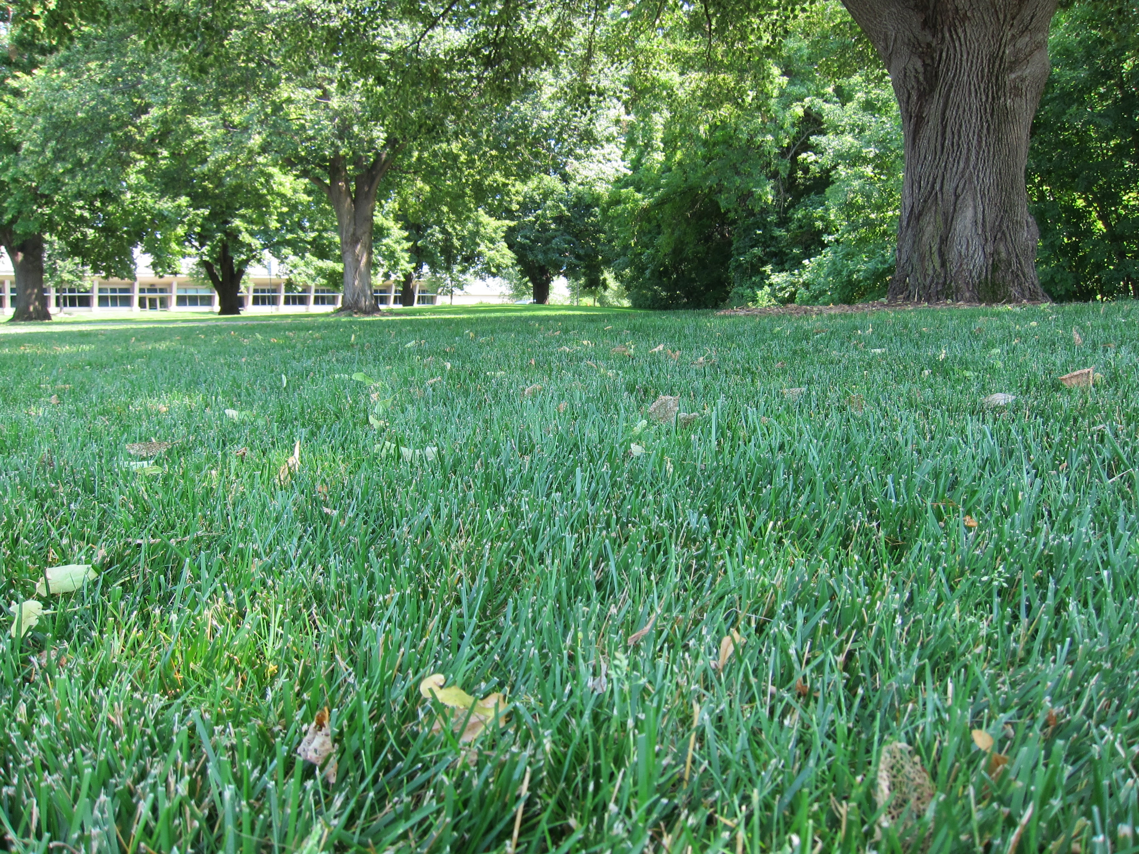 Hale Habitat & Seed Tough Lawn Seed Mix, Traffic Tolerant, Durable & Persistent, 1000 Square Feet