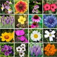 thumbnail image 3 of Regional Wildflower Seed Mix by GevaGrow (Northeast Wildflowers, 1/2 Pound Shaker), 3 of 4