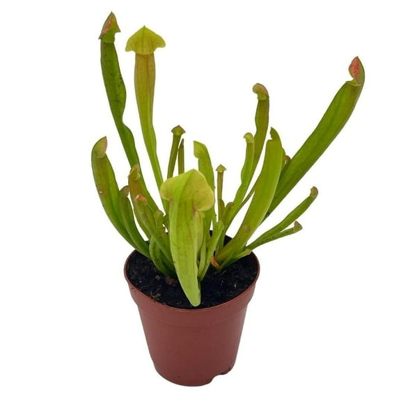 Florida House Plants BubbleBlooms Sweet Pitcher Live Plants in 2" Pot